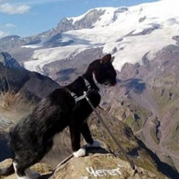 gatto alpinista